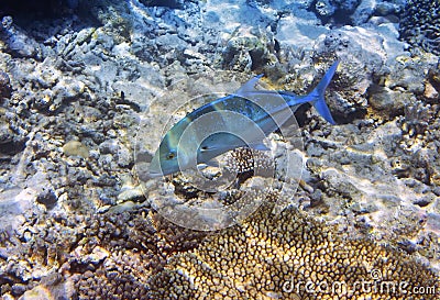 Jack fish & x28;Caranx lugubris& x29; over a coral reef, the Indian Ocean Stock Photo