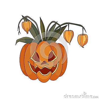 Jack O Latern and autumn orange physalis on white isolated background, vector pumpkin Jack O Latern with physalis bouquet in Vector Illustration