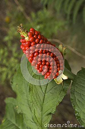 Jack-in-the-pulpit Stock Photo