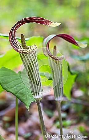 Jack in the Pulpit Stock Photo