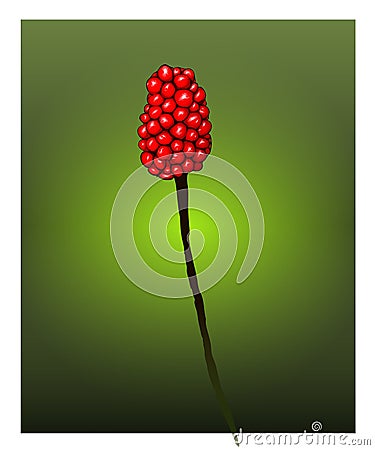 Jack in pulpit vector drawing Stock Photo