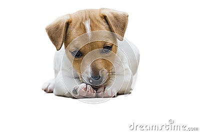 Jack Russel puppy Stock Photo