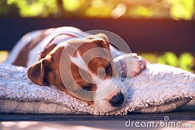 Jack russel puppy on white carpet Stock Photo