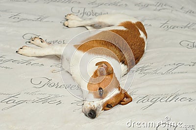 Jack Russel Stock Photo