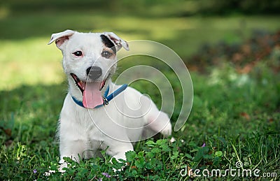 Jack russel on spring forest Stock Photo