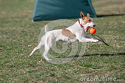 Jack Russel terier catching ball in the air. Dog and toy on open air Stock Photo