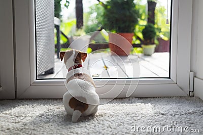 Jack russel terrier puppy sitting near door Stock Photo