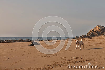 Parson Russell Terrier Female Dog Running With Speed Stock Photo
