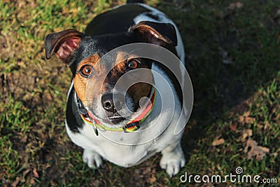 Jack Russel Terrier Stock Photo