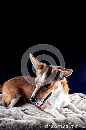 Jack Russel Stock Photo