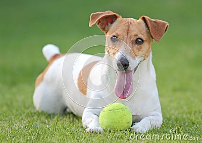 Jack Russell dog with ball Stock Photo