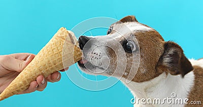 Jack russell dog eating ice cream on a cone waffle Stock Photo