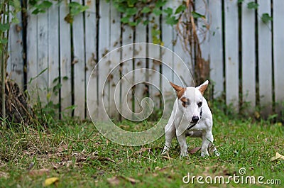 Jack russell dog guilty for the poop or shit on grass and meadow in park outdoors Stock Photo