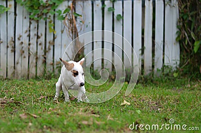 Jack russell dog guilty for the poop or shit on grass and meadow in park outdoors Stock Photo