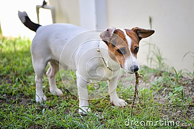 Jack Russell dog hunting prey Stock Photo