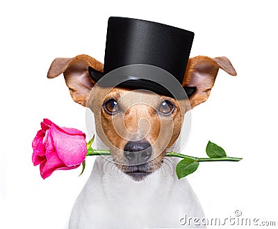 Valentines dog with a rose Stock Photo