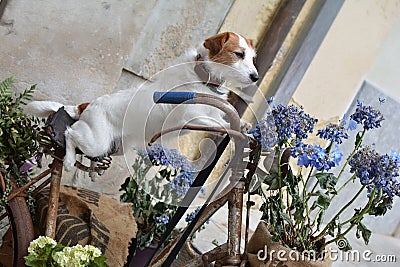 JACK RUSSELL DOG RIDING A VINTAGE BICYCLE WITH VIOLET FLORAL D Stock Photo