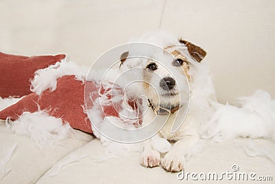 Jack russell dog on a sofa with innocent expression after bite and destroy a pillow homeware. untrained puppy left alone at home Stock Photo