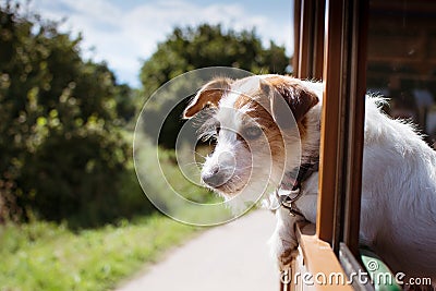 JACK RUSSELL DOG TRAVELING BY TRAIN ON VACATIONS SEASON, DEFOCUSED LANDSCAPE LIKE BACKGROUND Stock Photo