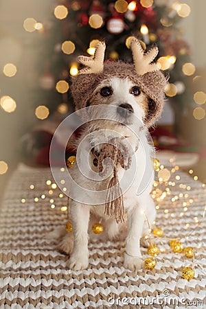 JACK RUSSELL DOG UNDER CHRISTMAS TREE LIGHTS CELEBRATING HOLIDAYS WEARING A REINDEER HAT Stock Photo