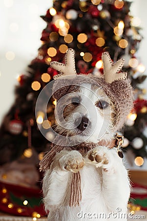 JACK RUSSELL DOG UNDER CHRISTMAS TREE LIGHTS CELEBRATING HOLIDAYS WEARING A REINDEER HAT AND STANDING ON TWO HIND LEGS Stock Photo