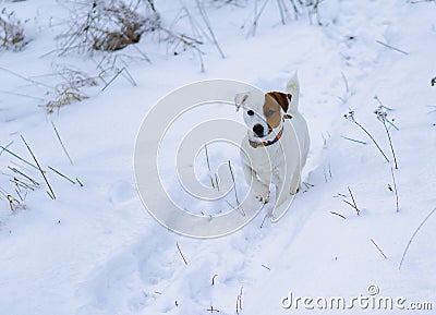 Jack Russell dog walks on a snowy path. Stock Photo