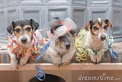 Ready for the party - three Jack Russell dogs Stock Photo