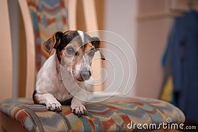 Jack Russell is lying on an chair in the apartment Stock Photo