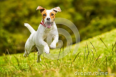 Jack Russell Parson Terrier Dog Stock Photo
