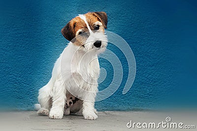 Jack russell portrait Stock Photo