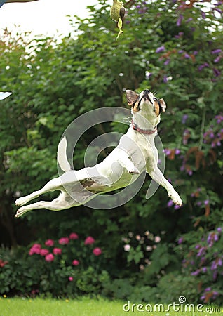 Jack Russell Puppy jumping very high in the garden Stock Photo