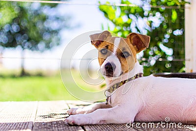 Jack Russell puppy resting in the shade Stock Photo