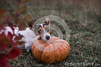 Dog pumpkin Stock Photo