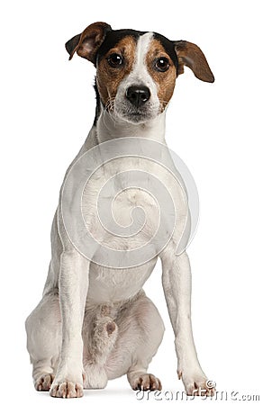 Jack Russell Terrier, 4 years old, sitting Stock Photo