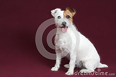 Jack russell terrier Stock Photo