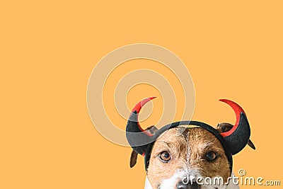 Dog wearing devilish horns as funny Halloween outfit Stock Photo