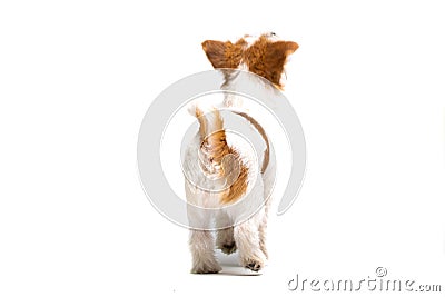 Jack Russell Terrier Stock Photo