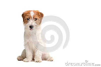 Jack Russell Terrier Stock Photo