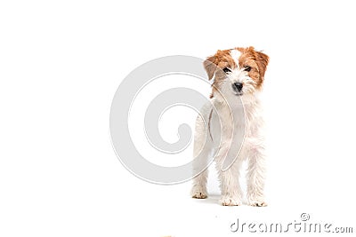 Jack Russell Terrier Stock Photo