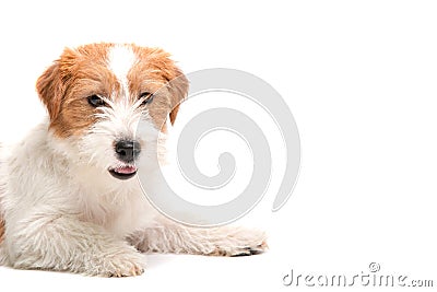 Jack Russell Terrier Stock Photo