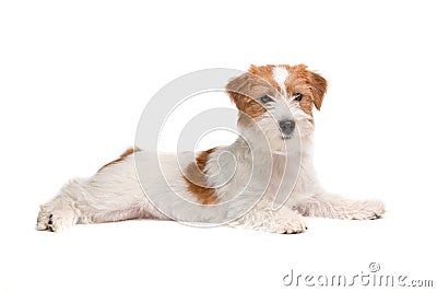 Jack Russell Terrier Stock Photo