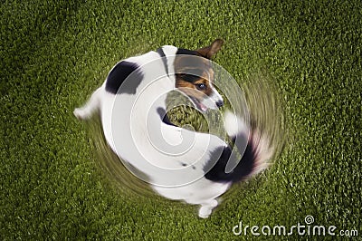 Jack Russell terrier Chasing Tail Stock Photo