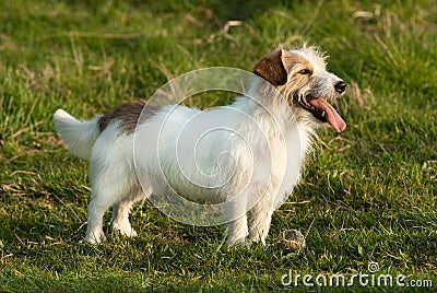 Jack Russell terrier dog Stock Photo