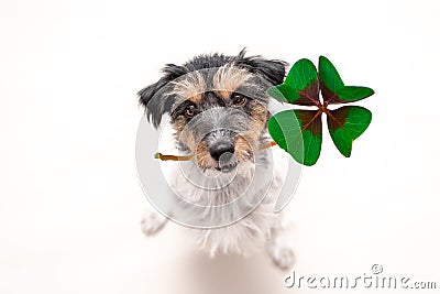 Jack Russell Terrier dog is holding a four-leaf clover lucky charm and looking up Stock Photo