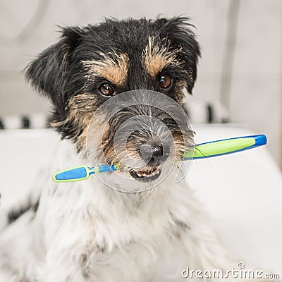 Jack Russell Terrier dog holding toothbrush . Ready to brush the teeth to avoid the need for a dentist Stock Photo