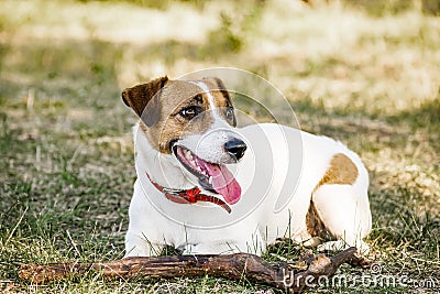 Jack Russell Terrier dog lying with a wooden stick on the grass in a summer park Stock Photo