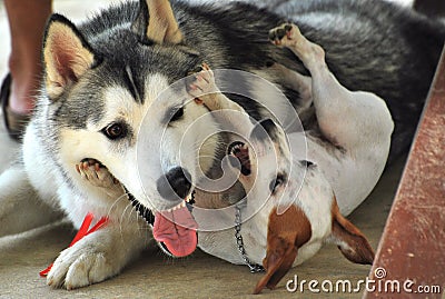 A Jack Russell Terrier dog playing with a Husky dog Stock Photo