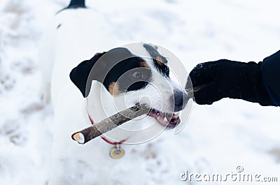 Jack Russell Terrier. The dog plays with its owner in the pulling. Stock Photo