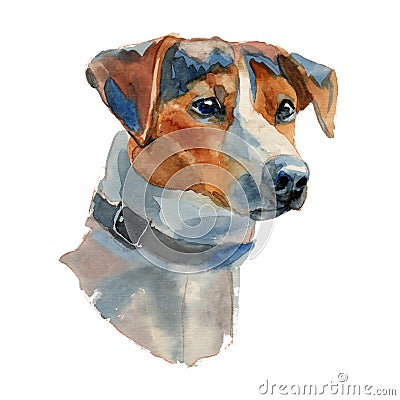 Jack Russell Terrier dog portrait Stock Photo