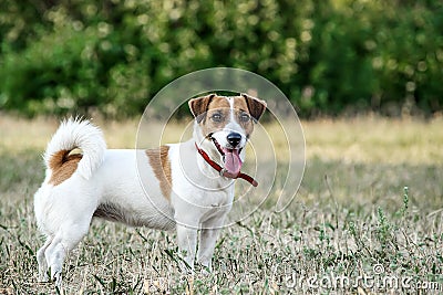 Jack Russell Terrier dog staying on the grass in a summer park. A dog looking at the camera Stock Photo